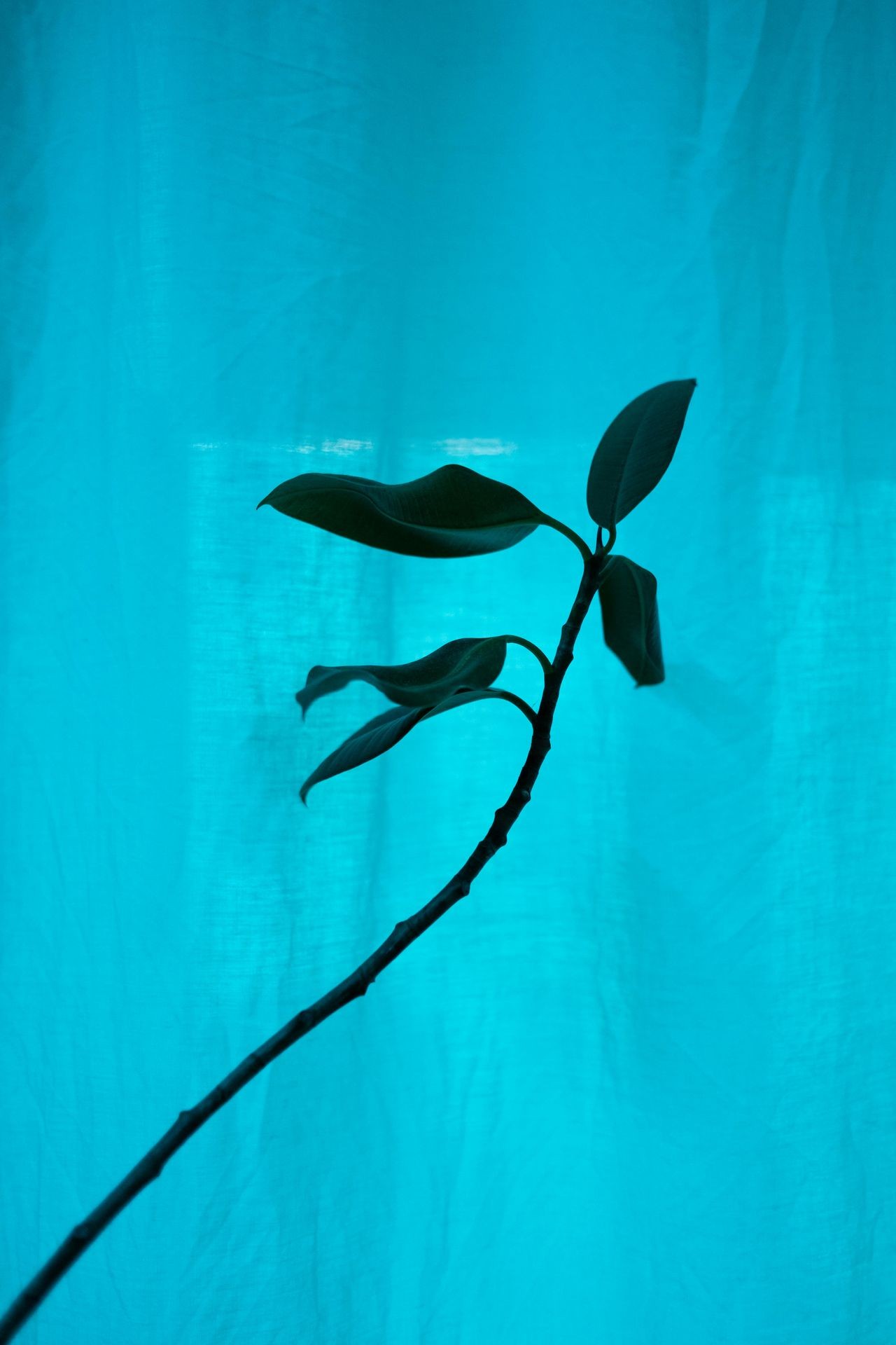 Silhouette of a plant stem with leaves against a bright turquoise background.